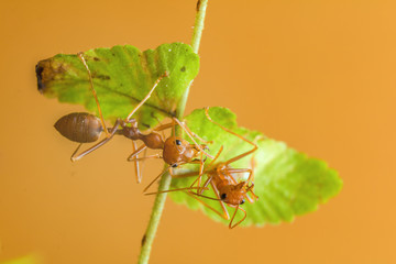 Ant resting on the grass