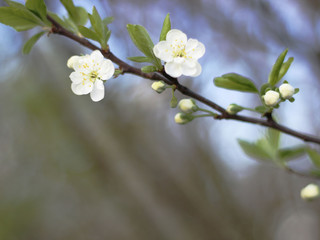 Background with a blooming branch with white flowers.