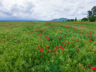 Blooming meadow of red poppies. Beautiful summer landscape with blooming poppies field. Kyrgyzstan Tourism and travel.