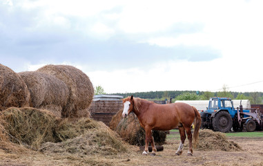 village horse chews hay