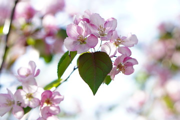 pink cherry blossom