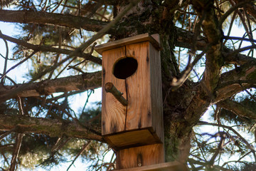 Birds cage in the spruce tree to welcome new birds.