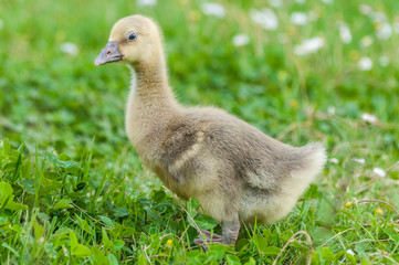 Gosling of a greylag goose (anser anser) in the grass, blurred background
