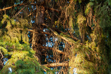 Trees, branches and plans in the sunset rays.