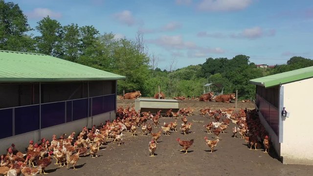 Hens running outsode henhouse