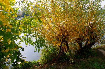 Flußufer mit Bäumen in herbstfarben und Weinberg daneben
