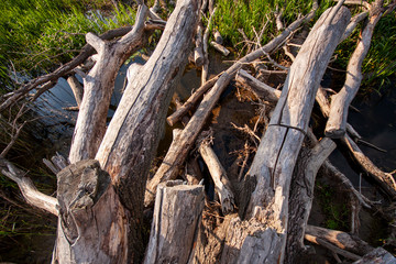 Torn out tree waiting by small water bank for his destiny.
