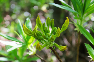 Macro of flower and plants. Green tree branch bud.