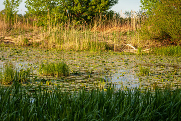 Water bank full of waterlilys and other life.