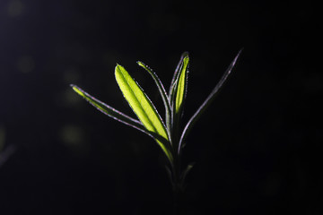 Macro of flower and plants. Green tree branch bud.