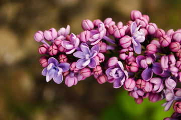 Macro of lilac, purple colorful flower. Lilac branch flowers macro and close-up. Purple and violet flower heads. Nature and flowers.