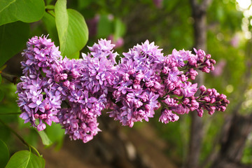 Lilac branch flowers macro and close-up. Purple and violet flower heads. Nature and flowers.