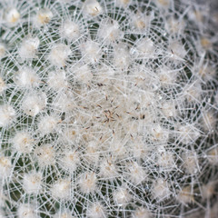 Selective focus close-up top-view shot on cactus. Closeup of spines on cactus, background cactus with spines.