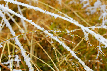 frozen grass in the snow