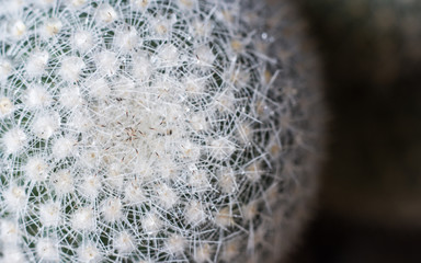 Cactus texture background. Cactus in the desert