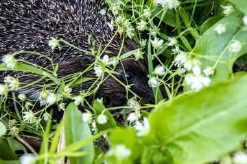 Little hedgehog in a grass. A wild animal in the city garden