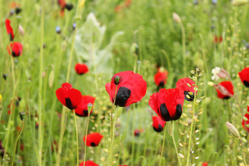 poppy flower closeup in the field 