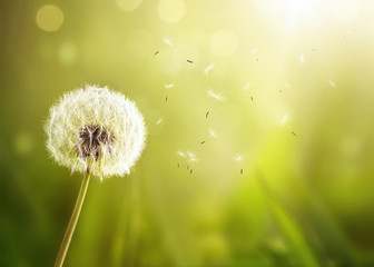 Close up of a dandelion in the wind over defocused green nature background with copy space