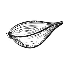 Half an onion in Doodle style. The vegetable is hand drawn and isolated on a white background. Black and white vector illustration.