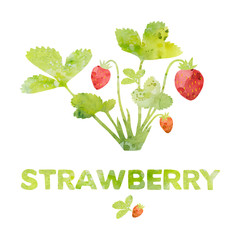 Strawberry plant. Berries. Watercolor.White background