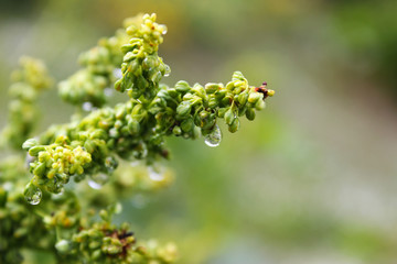 Plants and flowers with rainy droops 