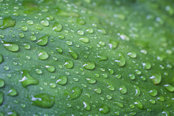 Fototapeta na wymiar Green leaf with water drops for background