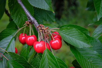 Cerises