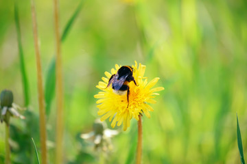 Bumblebee collects pollen on a yellow dandelion in a spring green meadow.