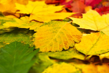 Colorful autumn leaves. Autumn background. The basis for the postcard.
