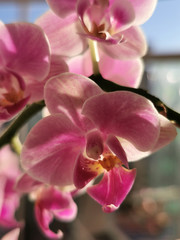 
pink and white orchid flower center close-up