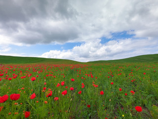 Fototapeta na wymiar Red poppies on a background of mountains. Beautiful summer landscape with blooming poppies field. Kyrgyzstan Tourism and travel.