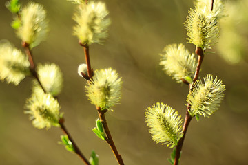 willow branches spring background, abstract blurred view of spring early march easter