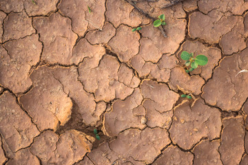 Growth of trees in drought crisis, Living with tree drought.