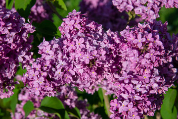 Bright lilac flowers close-up on a background of green foliage.