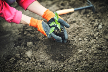 hand holding young plant on blur green nature. concept eco earth day