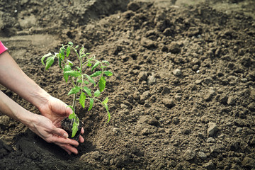 The young tomato seedling ready to plant in the ground.