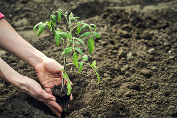 The young tomato seedling ready to plant in the ground.