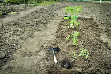 The young tomato seedling ready to plant in the ground.