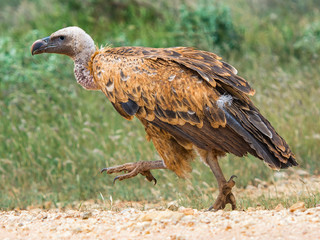 The Ruppell's Griffon Vulture trying to run and fly away in Tsavo National Park