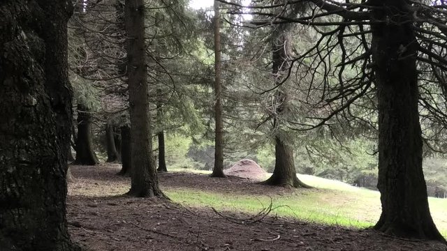 suoni del parco naturale