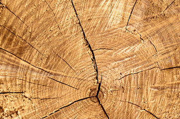 Naklejka premium Pile of wood logs ready for winter - landscape exterior