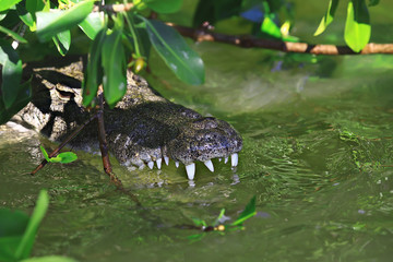 wild crocodile in the river, alligator in the swamp, wildlife predator head
