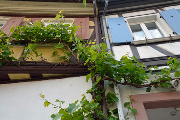 oppenheim am rhein, wohnhaus mit weinstock in der altstdt