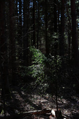 forest in the morning