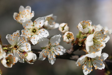 White cherry flowers close-up on a twig against a clear blue sky on a Sunny day.