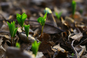 fresh green shoots background, abstract spring look, new greens