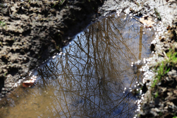 reflection in the water