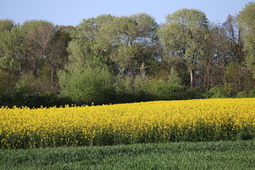 Waldblick
