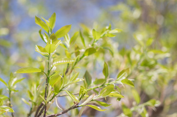 Fresh green leaves on the branches from put forth fresh leaves (Bud or Sprout) on tree in nature background