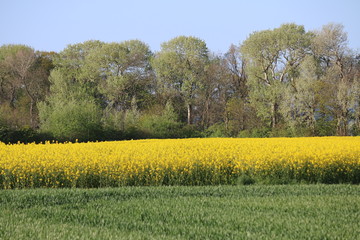 Feld